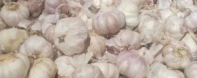 大蒜一亩地产多少斤