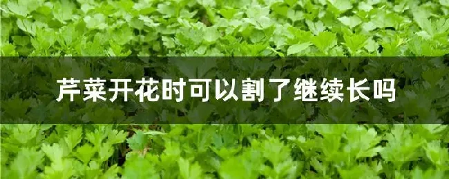 芹菜开花时可以割了继续长吗