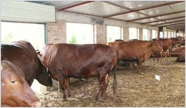 肉牛价格多少钱一斤?养牛前景赚钱吗 | 热门养殖项目