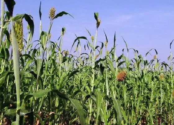 种植前景|甜高粱亩产量多少斤