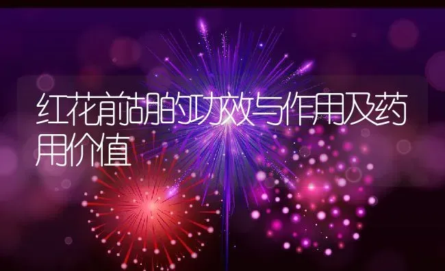红花前胡的功效与作用及药用价值 | 养殖资料投稿