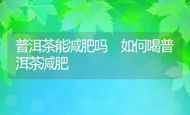 普洱茶能减肥吗 如何喝普洱茶减肥 | 养殖资料投稿