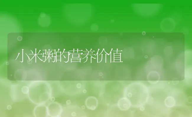 小米粥的营养价值 | 养殖资料投稿