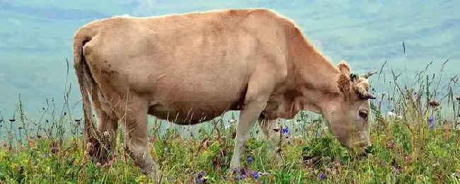 肉牛养殖技术和方法养殖多久可以出栏