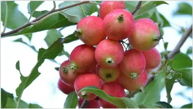 农村种植赚钱 | 致富养殖项目