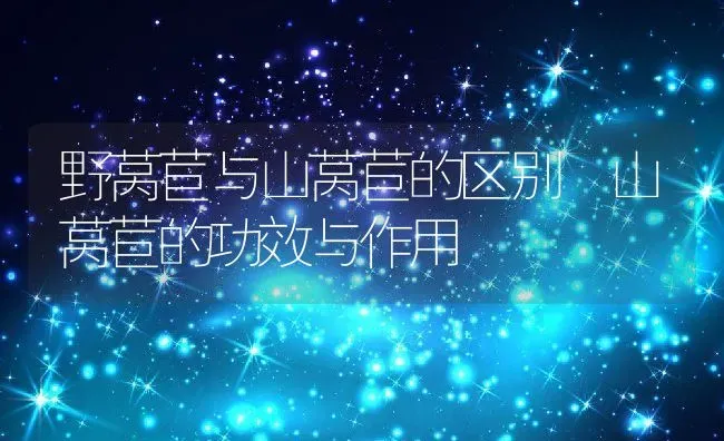 野莴苣与山莴苣的区别 山莴苣的功效与作用 | 养殖资料投稿