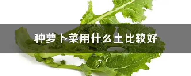 种萝卜菜用什么土比较好