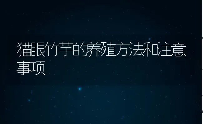 猫眼竹芋的养殖方法和注意事项 | 养殖资料投稿