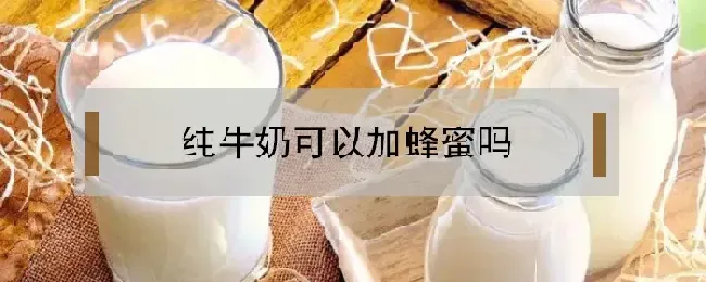 纯牛奶可以加蜂蜜吗