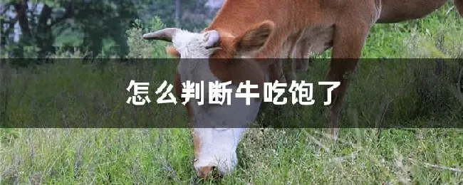 怎么判断牛吃饱了