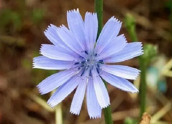 蔬菜|菊苣和苦菊是一种菜吗