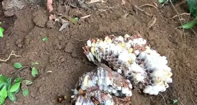 黑尾胡蜂喜欢吃什么食物