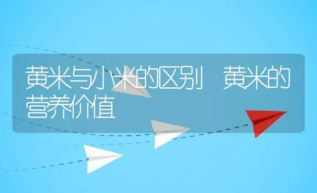 黄米与小米的区别 黄米的营养价值 | 养殖资讯