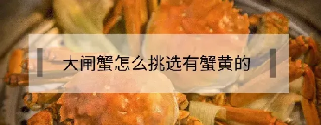 大闸蟹怎么挑选有蟹黄的？