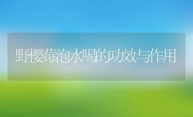 野樱莓泡水喝的功效与作用 | 养殖资料投稿