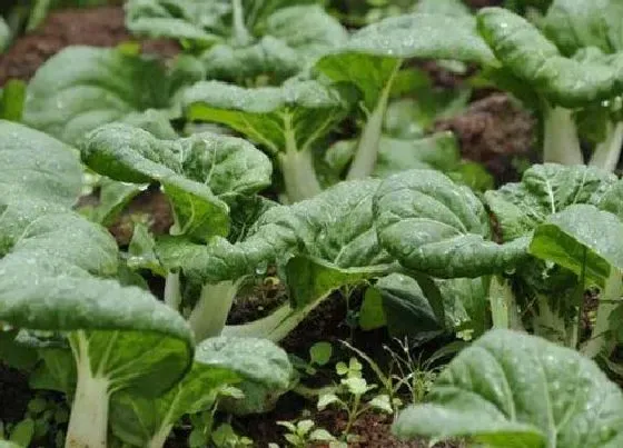 蔬菜|沙土适合种植什么蔬菜 适宜生在沙质土的蔬菜