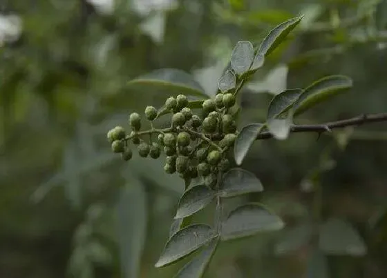 农作物|花椒属于什么作物