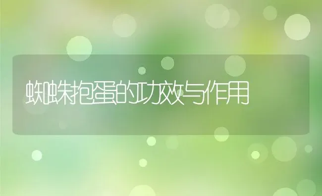 蜘蛛抱蛋的功效与作用 | 养殖资料投稿