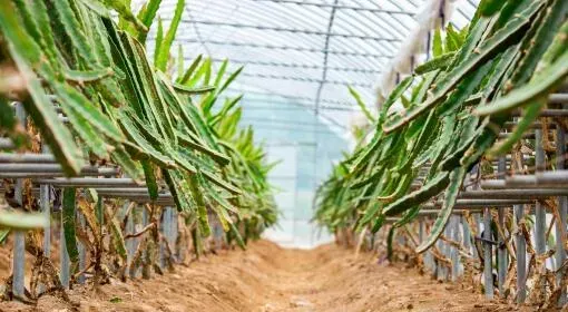 种火龙果几年开花结果？促进火龙果高产的方法？
