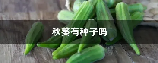 秋葵有种子吗