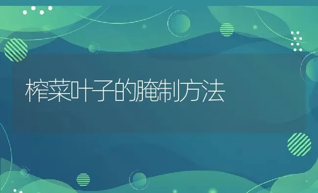 榨菜叶子的腌制方法 | 养殖资料投稿