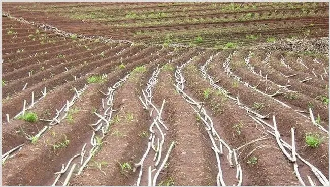 甘蔗的种植效益分析 | 农业养殖资讯