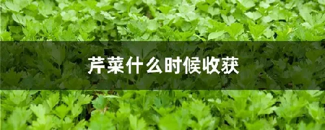 芹菜什么时候收获