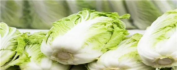 大白菜细菌性角斑病