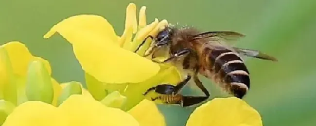 蜂王的产生是靠运气吗？