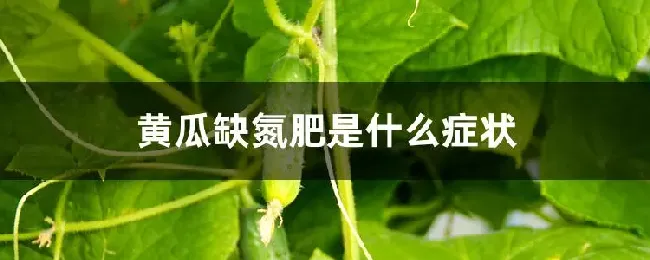 黄瓜缺氮肥是什么症状