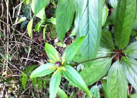 种植前景|种植七叶一枝花赚钱吗 一亩利润多少