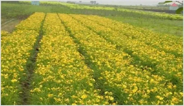 黄花菜价格多少钱一斤？种植前景及利润怎么样 | 养殖什么赚钱
