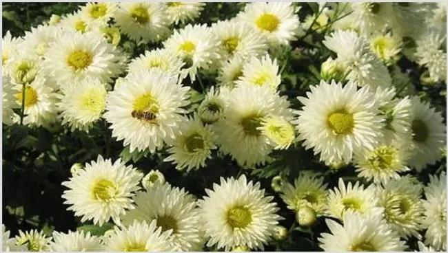 农村种植赚钱 | 致富养殖项目