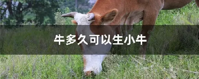 牛多久可以生小牛