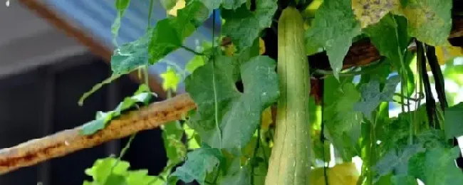 春分种植什么农作物