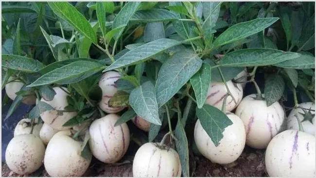 农村种植赚钱 | 致富养殖项目