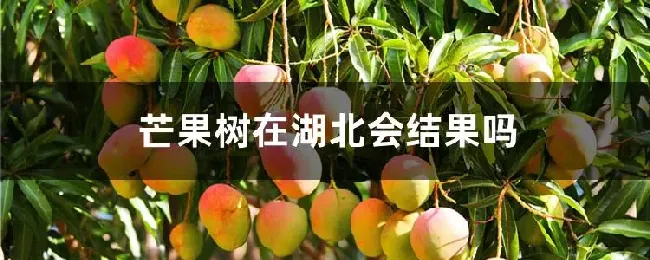 芒果树在湖北会结果吗