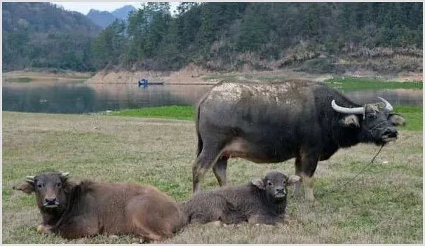 黄牛的养殖前景好不好？如何提高养殖效益？（附成本及利润分析） | 养殖赚钱项目