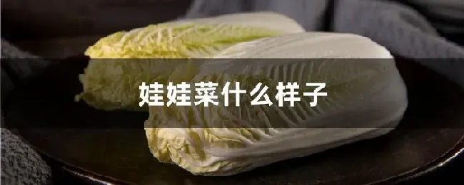 娃娃菜什么样子