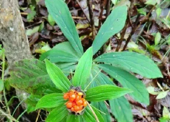 种植前景|种植七叶一枝花赚钱吗 一亩利润多少