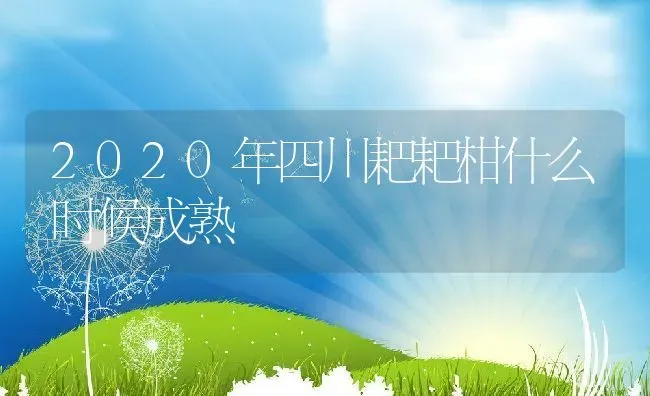 2020年四川耙耙柑什么时候成熟 | 养殖资讯