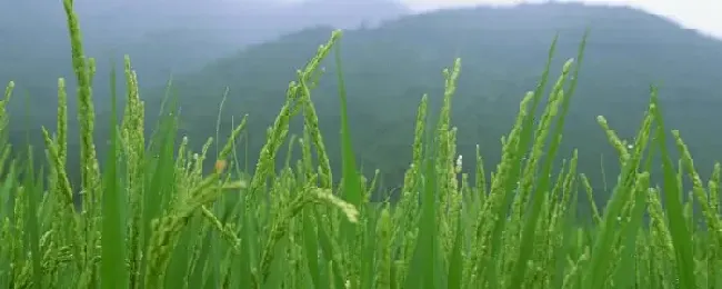 长江三角洲粮食作物以什么为主霜期对农作物影响