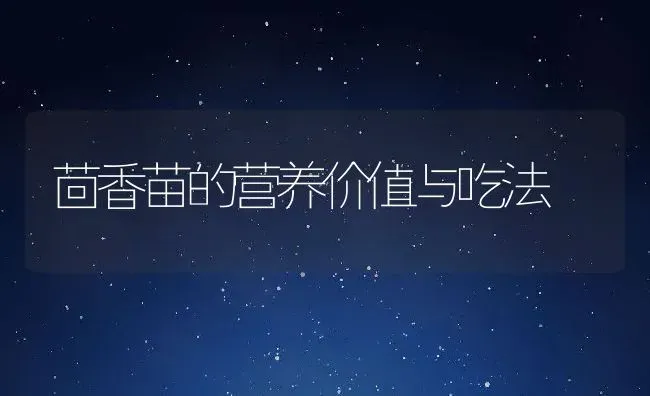 茴香苗的营养价值与吃法 | 养殖资料投稿