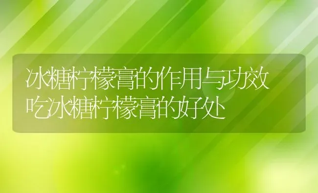 冰糖柠檬膏的作用与功效 吃冰糖柠檬膏的好处 | 养殖资料投稿