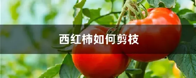 西红柿如何剪枝