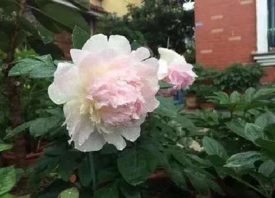 种植前景|芍药亩产量多少斤 种植亩产和利润