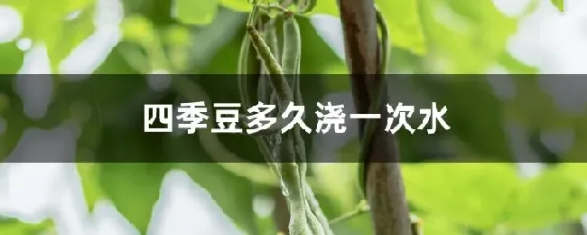 四季豆多久浇一次水
