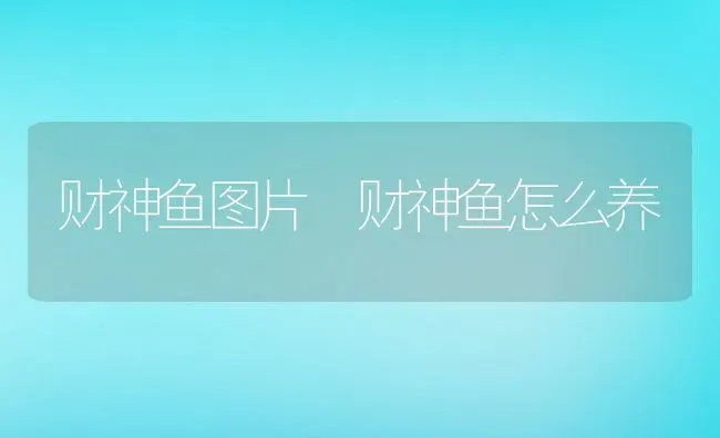 财神鱼图片 财神鱼怎么养 | 养殖资料投稿