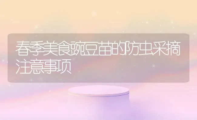 春季美食豌豆苗的防虫采摘注意事项 | 养殖资料投稿
