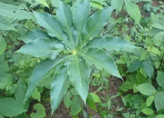 种植前景|种植七叶一枝花赚钱吗 一亩利润多少